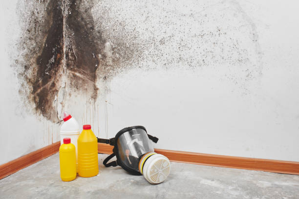 Best Basement Mold Remediation in Palmer, TX