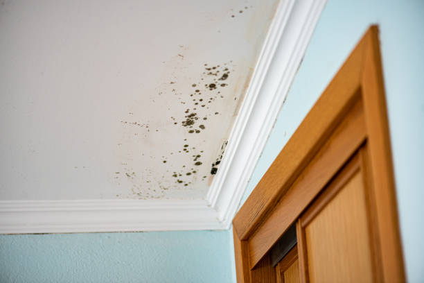 Best Kitchen Mold Remediation in Palmer, TX