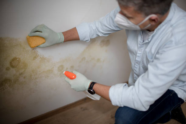 Best Emergency Mold Remediation in Palmer, TX
