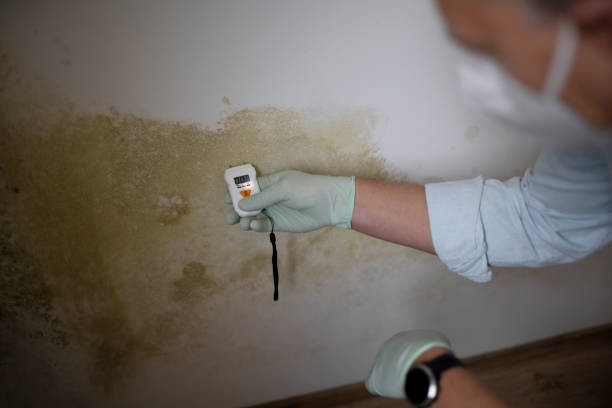 Best Mold Testing and Inspection Services in Palmer, TX