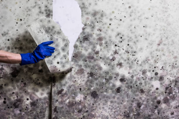 Best Localized Mold Remediation (e.g., coastal areas, humid climates) in Palmer, TX